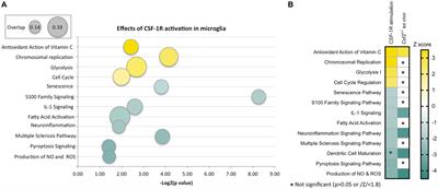 Differential regulation of microglial states by colony stimulating factors